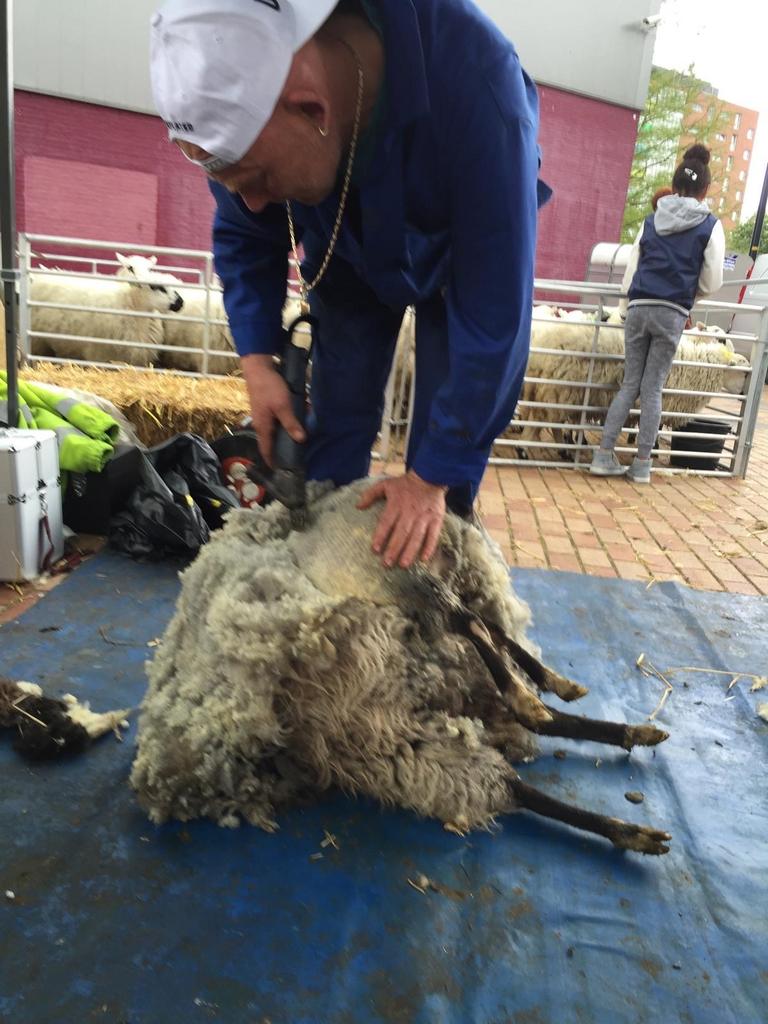 Schapen en alpacas scheren en bekappen, Dieren en Toebehoren, Schapen, Geiten en Varkens