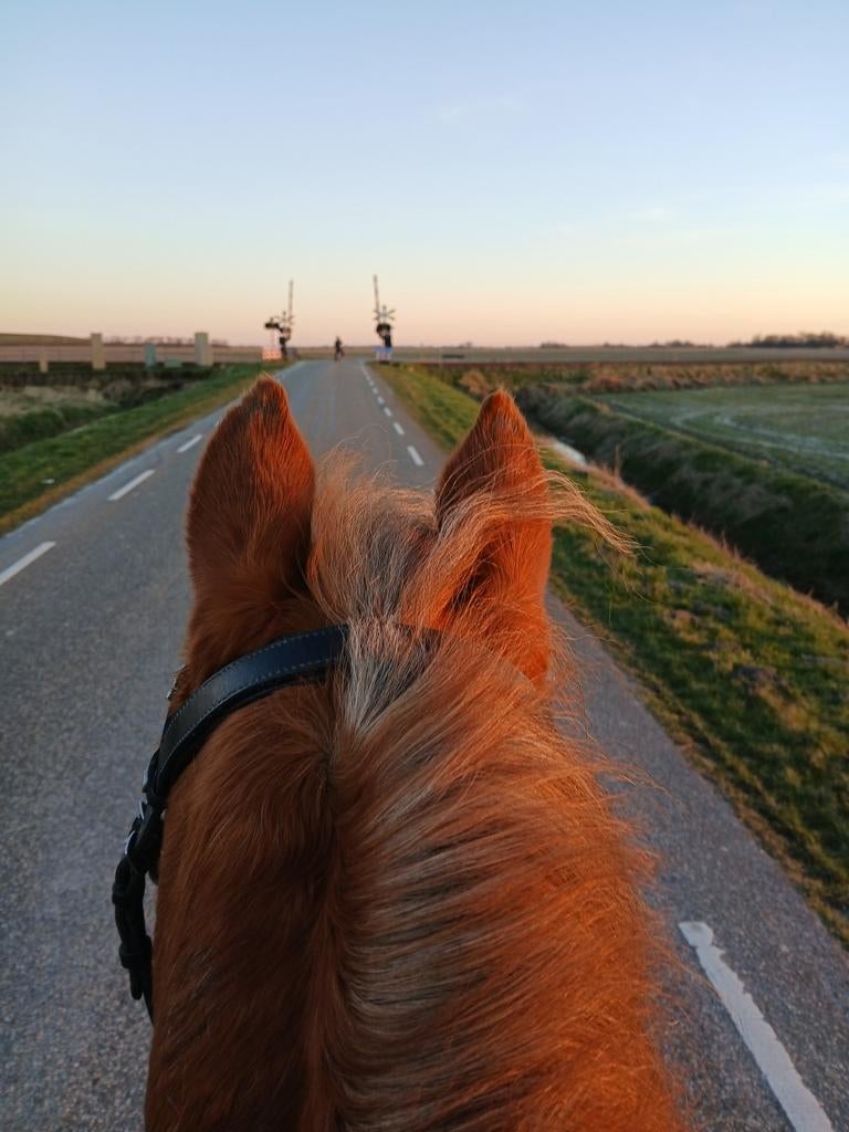 Gezocht een E pony/klein paard(smal gebouwd), Dieren en Toebehoren, Paarden, Meerdere dieren, Minder dan 160 cm, 7 tot 10 jaar