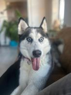 Husky  teef, 1 tot 2 jaar, Teef, Poolhond, Eén hond