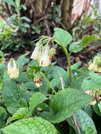 Smeerwortel, Tuin en Terras, Ophalen, Bodembedekkers, Vaste plant, Halfschaduw