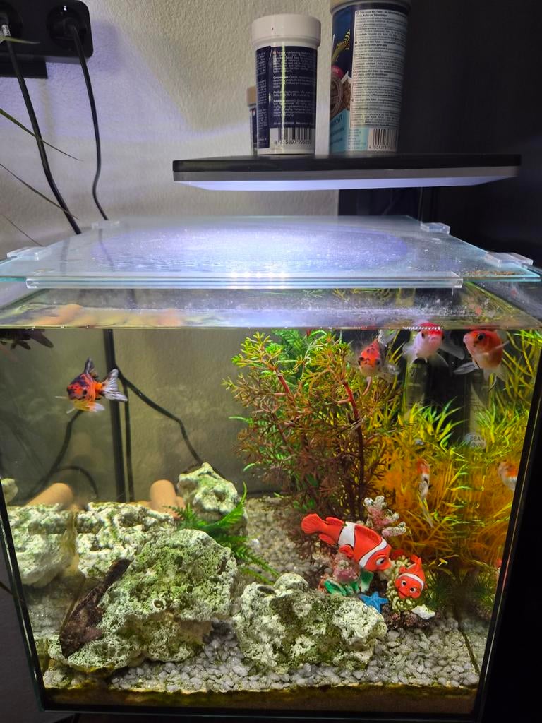 Leuke aqarium, Dieren en Toebehoren, Vissen | Aquaria en Toebehoren, Ophalen of Verzenden, Leeg aquarium