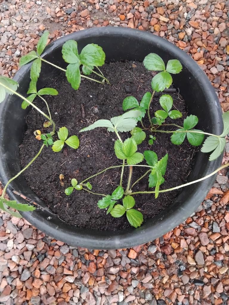 Aardbeien planten in bak, Ophalen of Verzenden