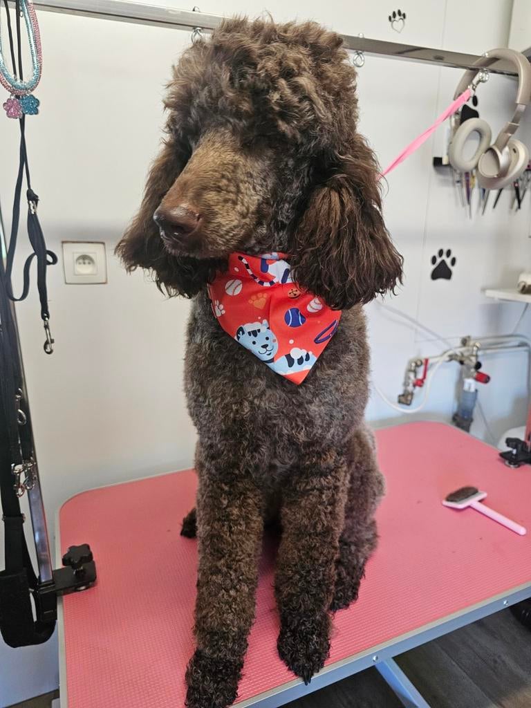 Koningspoedel teefje 2 jaar, Poedel, België, Particulier, 1 tot 2 jaar