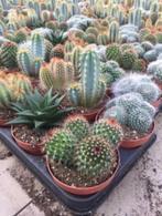 Cactus 10 x gemixte cactussen voor 16,50 Aanbieding, Ophalen of Verzenden, Minder dan 100 cm, Bloeiende kamerplant, Volle zon