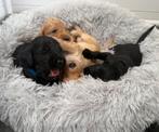 (Australian) Labradoodle pups Medium, Parvo, 8 tot 15 weken, Meerdere, Meerdere dieren