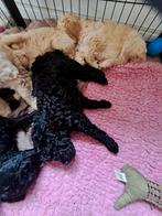 2 Labradoodle pups medium 1 blond teefje 1 zwarte reu, Overige rassen, 8 tot 15 weken, Meerdere, Meerdere dieren