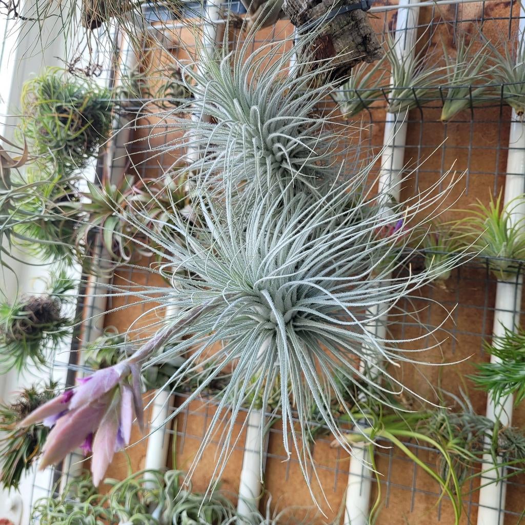 Tillandsia tectorum xxl in bloei, Ophalen of Verzenden, Halfschaduw, Minder dan 100 cm