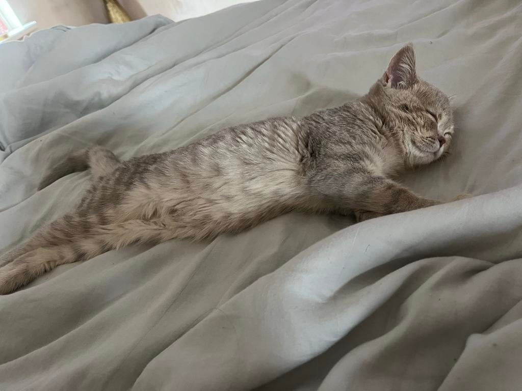 Britskorthaar Lilac Point, Dieren en Toebehoren, Katten en Kittens | Raskatten | Korthaar, Poes