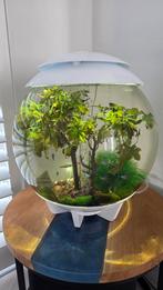 Complete BiOrb Halo 30 liter incl. Neontetra's en Garnalen, Dieren en Toebehoren, Ophalen, Zo goed als nieuw, Gevuld zoetwateraquarium