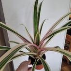 Bromelia bont groot in 12 cm pot, Ophalen of Verzenden, Halfschaduw, Minder dan 100 cm