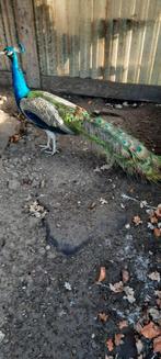 Tekoop mooie pauwhaan 4 jaar oud, Mannelijk, Kip