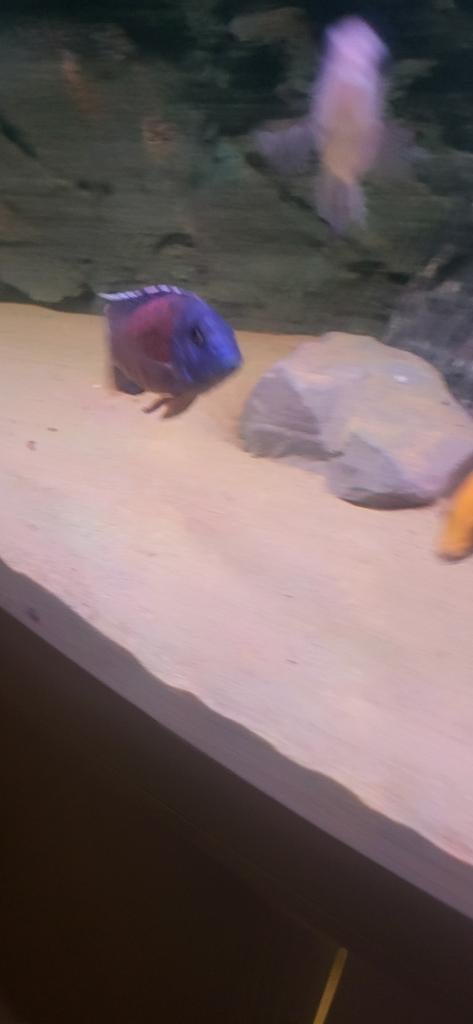 Malawi cichliden meerdere koppels en losse mannen en vrouwen, Vis