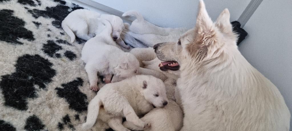 Zwitserse witte herder puppy's, 8 tot 15 weken, Parvo, Meerdere, Meerdere dieren