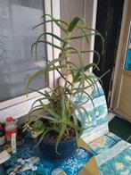 Aloe Arborescens, Ophalen, Overige soorten, Halfschaduw, In pot