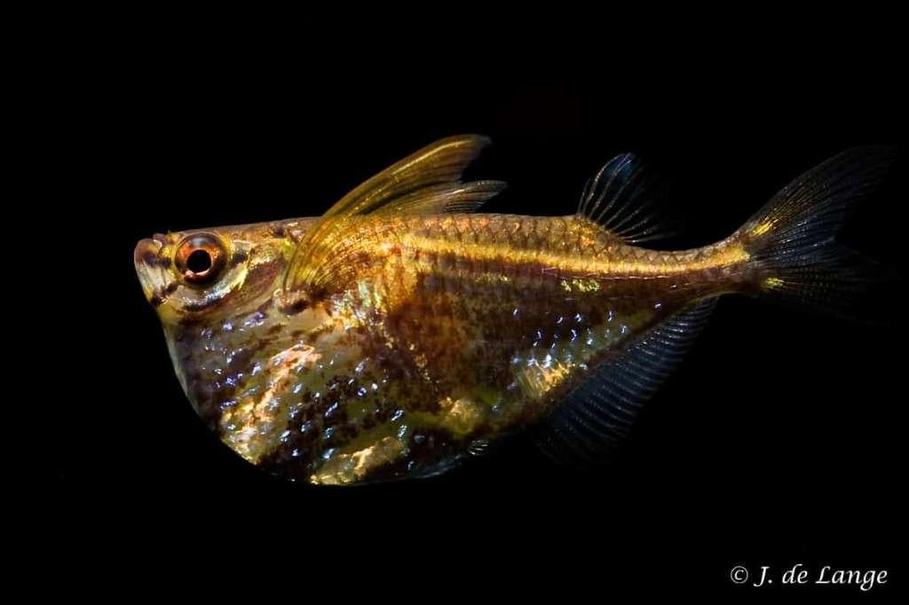 6xmarmerbijlzalmen gaan samen weg scholenvis, Vis, Zoetwatervis, Schoolvis