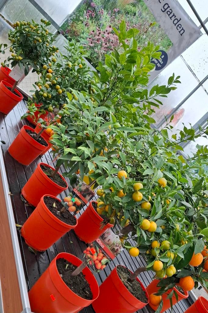 Citrus calmondin en kumqaut, Ophalen