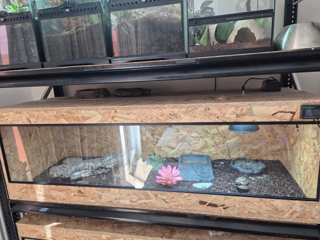 Osb terrarium compleet met testudo Hermanni, Dieren en Toebehoren, Ophalen, Hok, Minder dan 60 cm