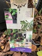 Struik- fruit laagstam, Ophalen, Minder dan 100 cm, Lente, Overige soorten