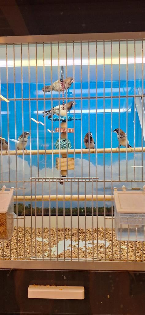 Japanse meeuwtjes, Dieren en Toebehoren, Vogels | Overige Vogels, Meerdere dieren, Geringd