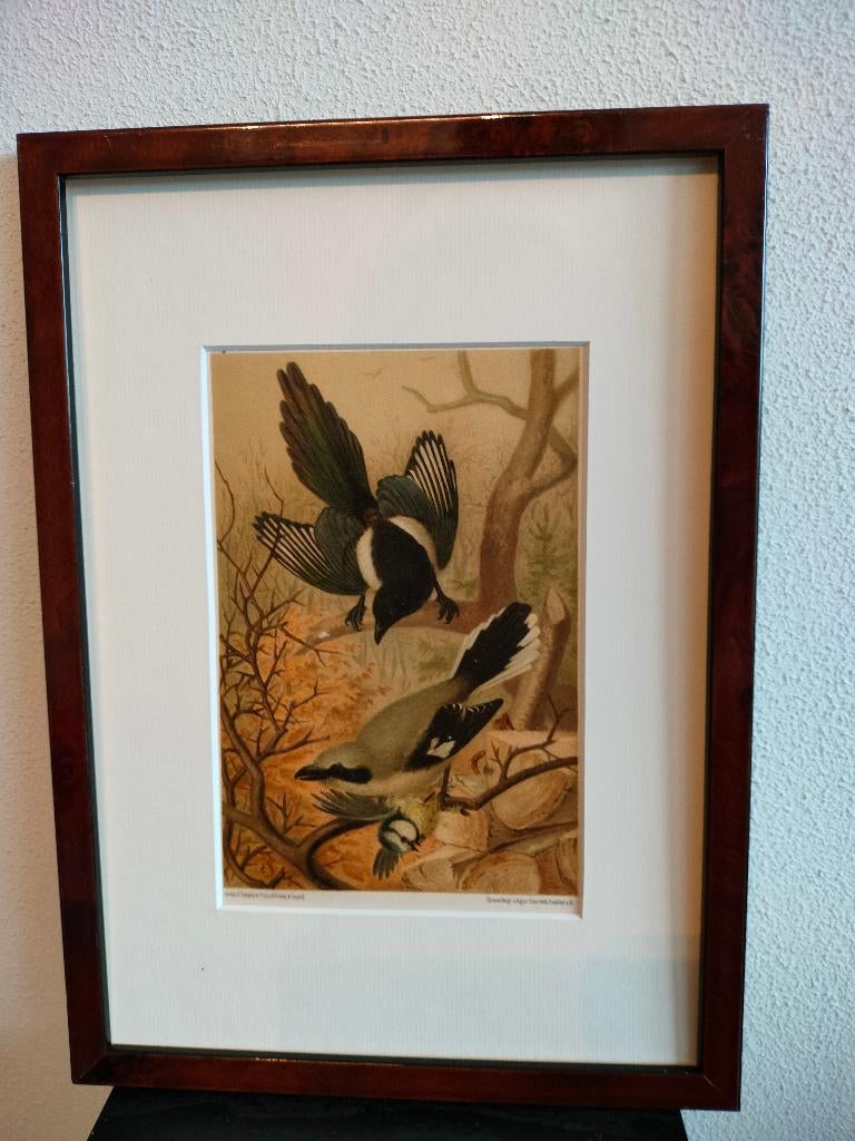Chromolitho Litho A. Haase Praag Vogels Vogel Birds 1888, Ophalen of Verzenden