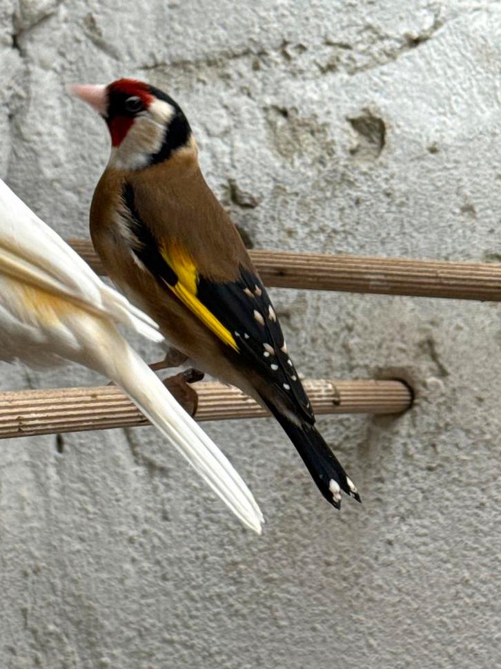 Gezocht putter pop, Dieren en Toebehoren, Vogels | Overige Vogels, Wildzangvogel, Vrouwelijk