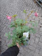 Dicentra wit en roze, Ophalen, Overige soorten, Volle zon