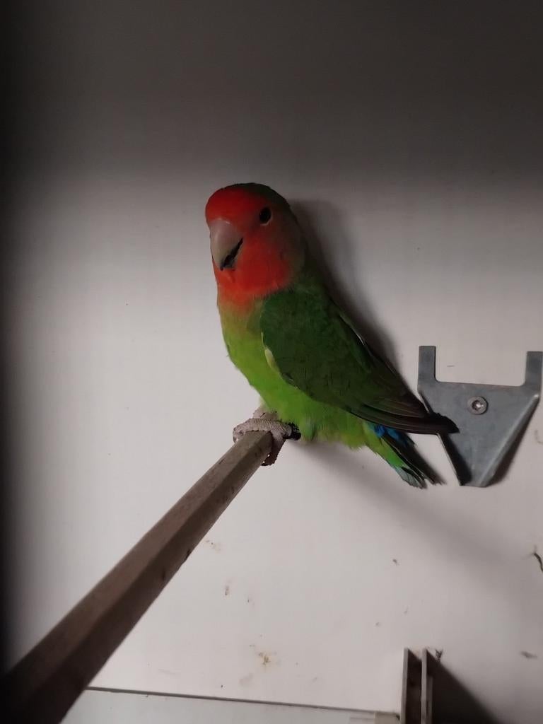 Agapornis roseicollis, Dieren en Toebehoren, Vogels | Parkieten en Papegaaien, Geslacht onbekend, Dwergpapegaai of Agapornis, Geringd