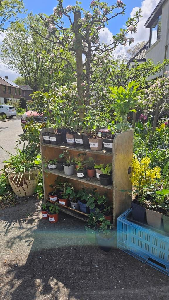 Groenteplantjes/ aardbeienplantjes, Tuin en Terras, Ophalen, Minder dan 100 cm, Overige soorten, Lente