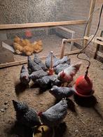 Kippen te koop amrock, marans, Orpington nh blauwe, Dieren en Toebehoren, Pluimvee, Meerdere dieren, Kip