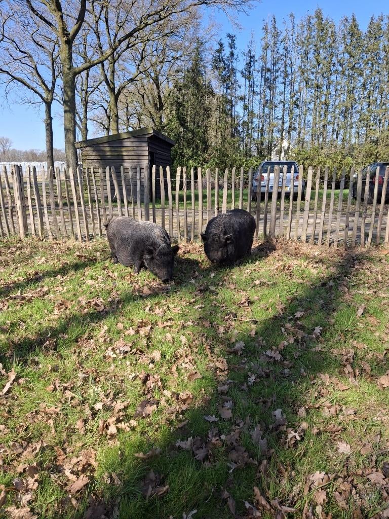 Mini varkens, Dieren en Toebehoren, Vrouwelijk, Varken, 3 tot 5 jaar