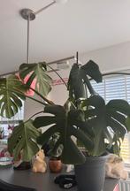Monstera, Ophalen of Verzenden, In pot, Halfschaduw