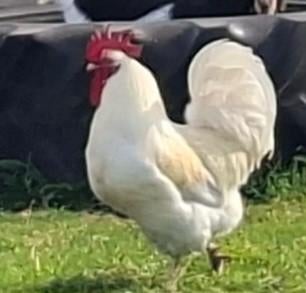 Herplaatsing van Orpington haan, Dieren en Toebehoren, Mannelijk, Kip
