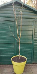 APPELBOOM GRANNY SMITH EN KERSENBOOM IN GROTE POTTEN, Ophalen, 100 tot 250 cm, Appelboom, Lente
