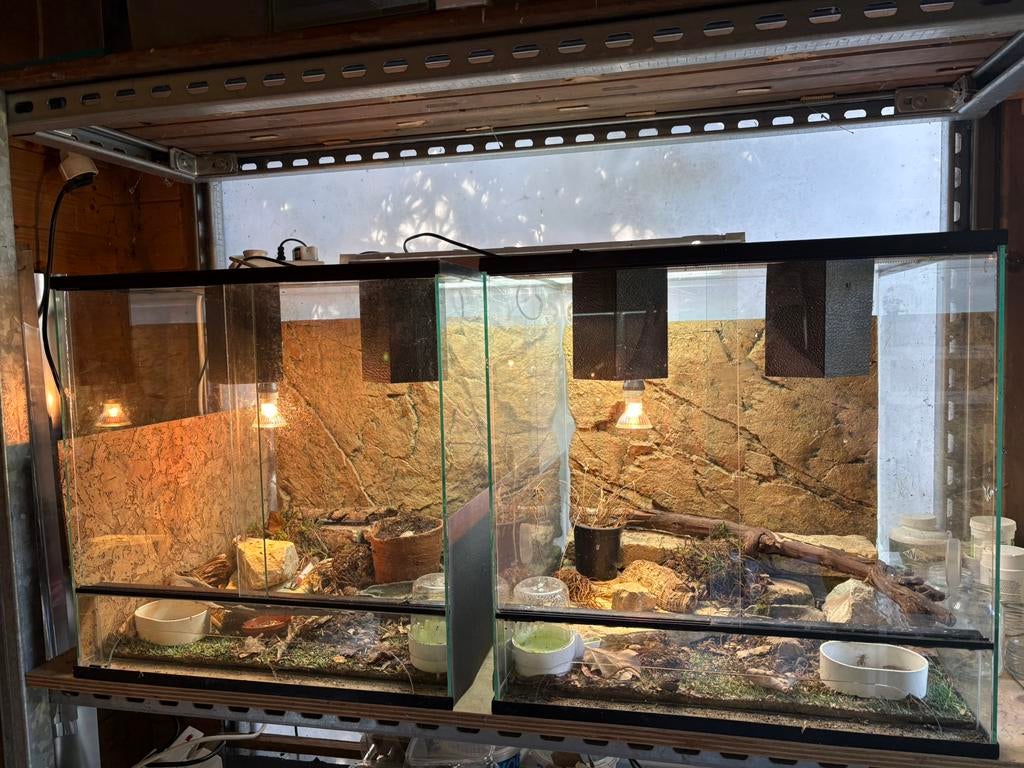 Terrarium 50x50x50cm 2 stuks, Dieren en Toebehoren, Reptielen en Amfibieën | Toebehoren, Ophalen