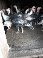 te koop kalkoenen, Meerdere dieren, Wildzangvogel