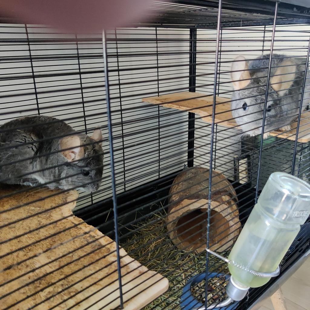 Gratis, 2 chinchilla's, ., Dieren en Toebehoren, Knaagdieren, Februari
