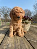 Australian labradoodle / labradoodle pup, Dieren en Toebehoren, Overige rassen, 8 tot 15 weken, Parvo, Meerdere