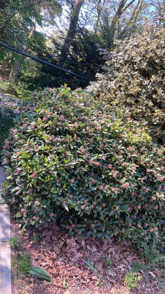 Grote skimmia, Ophalen, Overige soorten, Struik, 100 tot 250 cm