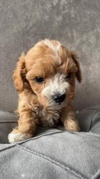 Toy poedel / toypoedel, Poedel, Reu, 8 tot 15 weken, Parvo