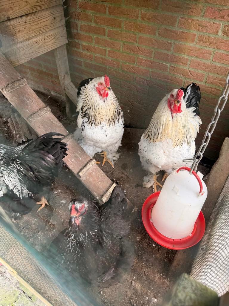 4 Brahma kippen/ hanen, Dieren en Toebehoren, Pluimvee, Mannelijk, Kip
