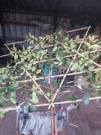 Bladhoudende Leibomen, Leiboom, Lente, 250 tot 400 cm, Ophalen