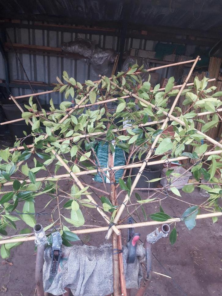 Bladhoudende Leibomen, Tuin en Terras, Planten | Bomen, Leiboom, 250 tot 400 cm, Volle zon, Lente, Ophalen