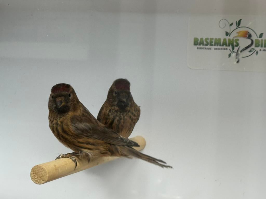 Kleine barmsijzen - acanthis flammea, Meerdere dieren, Geringd