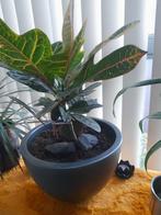 Kamerplant in pot - Croton (Codiaeum variegatum), Ophalen