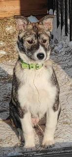 Nordese Mix teef 6 maanden pup, Particulier, 15 weken tot 1 jaar, Overige rassen, Buitenland