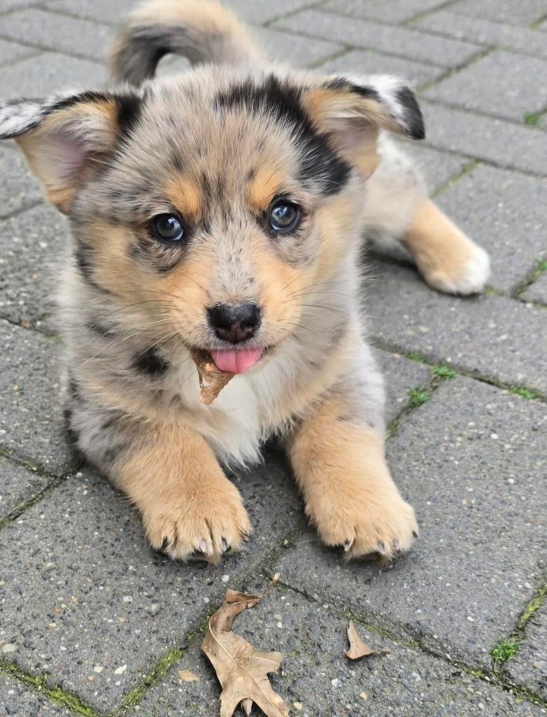 Mooie Lieve Pomsky Corgi mix pup pups, Parvo, Reu, 8 tot 15 weken, Meerdere