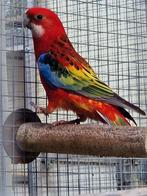 Man rosella mutatie '25, Mannelijk, Parkiet, Geringd