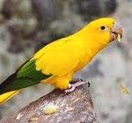 Goudparkieten te koop, Meerdere dieren, Parkiet, Geringd