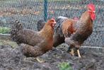 Gezocht: Bielefelder hennen omg. Emmen/Borger, Vrouwelijk, Kip