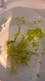 Gratis groene rili garnalen, Dieren en Toebehoren, Ophalen of Verzenden, Plant(en), Steen of Hout